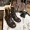 miumiu high q11